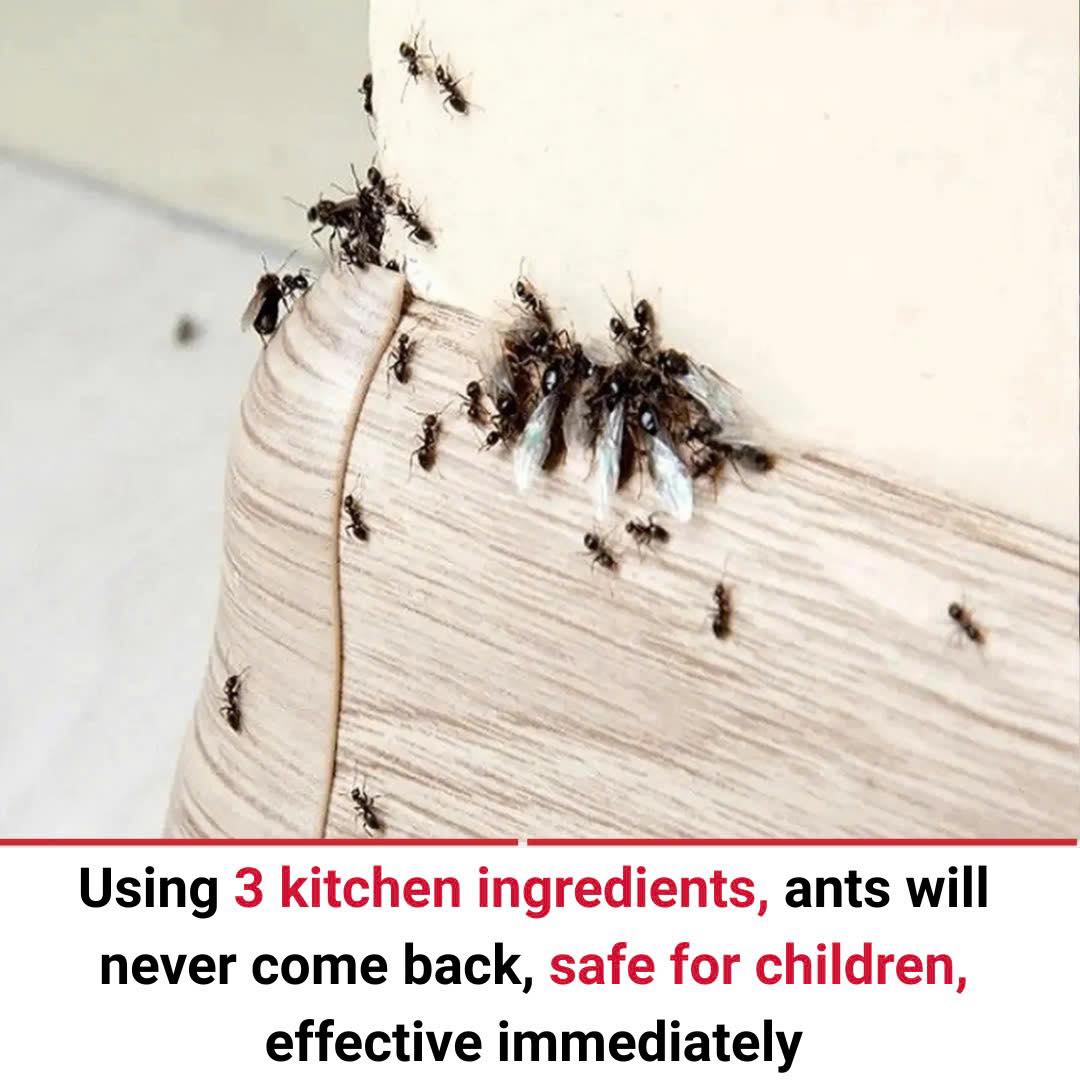 Gallery Detail: Bnews Using 3 Kitchen Ingredients Ants Will Never Come Back