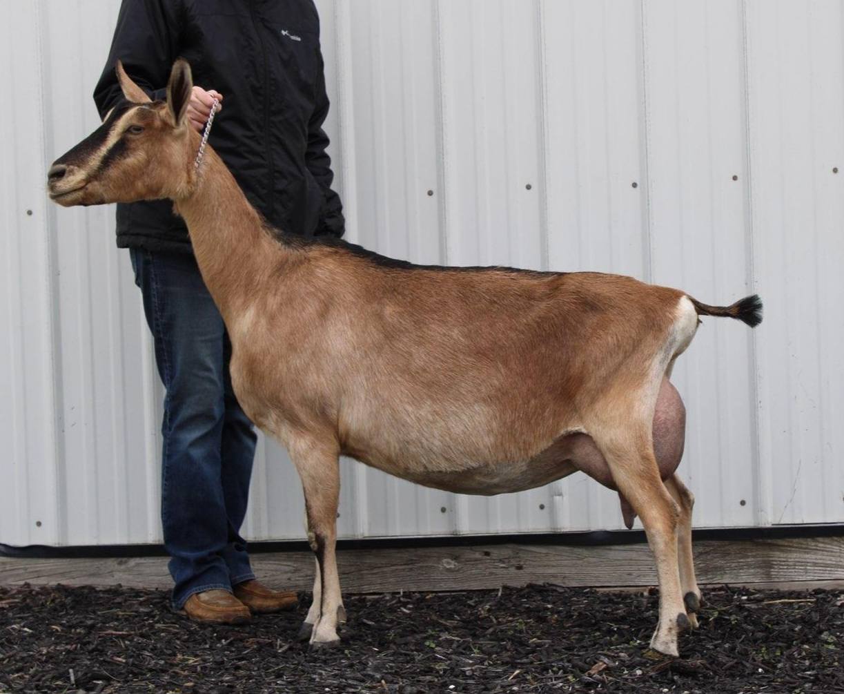 Yesterday we attended the Best... - PJ-Baileys' Dairy Goats | Facebook