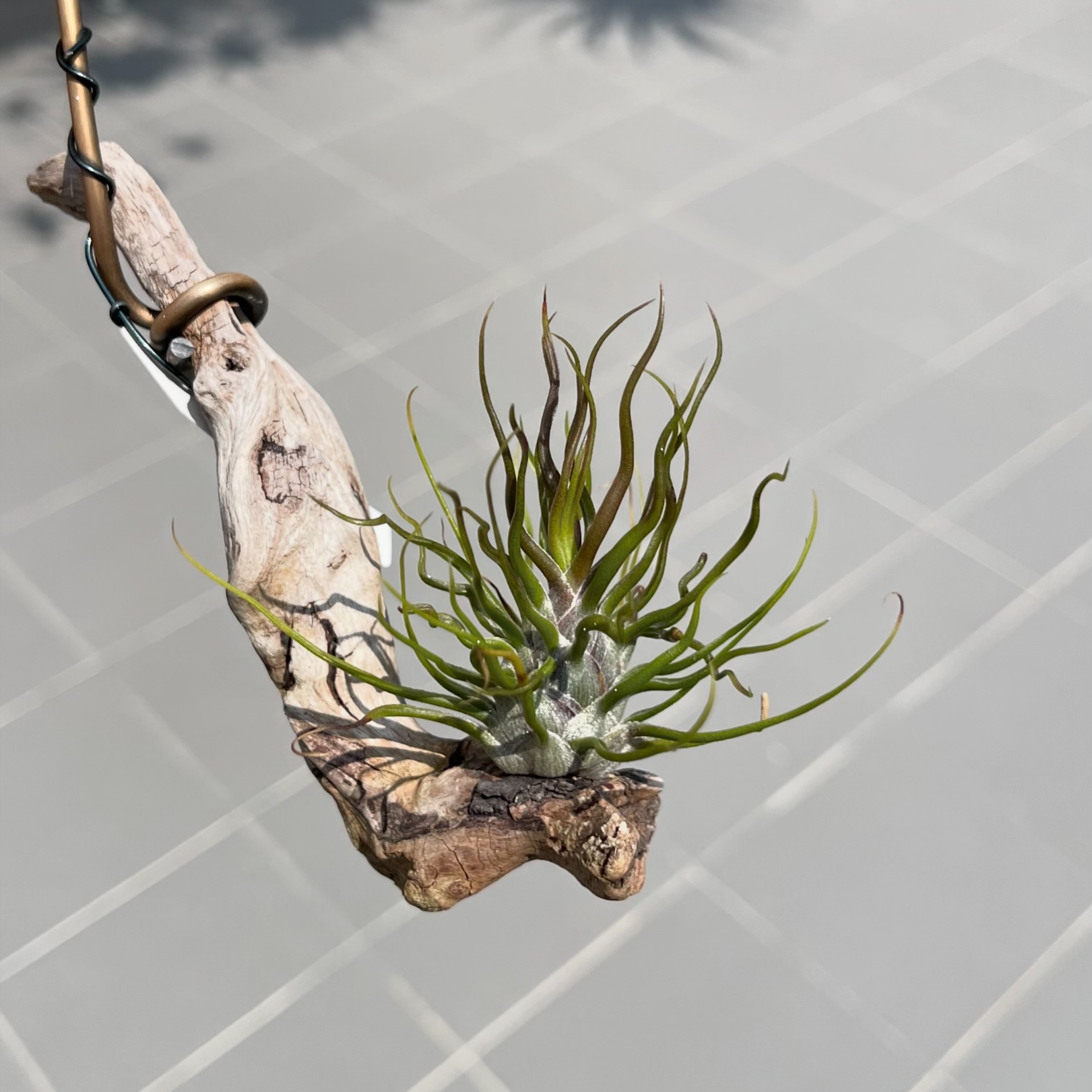 Tillandsia 'Witty' cv. of bulbosa I thought it couldn't survive in