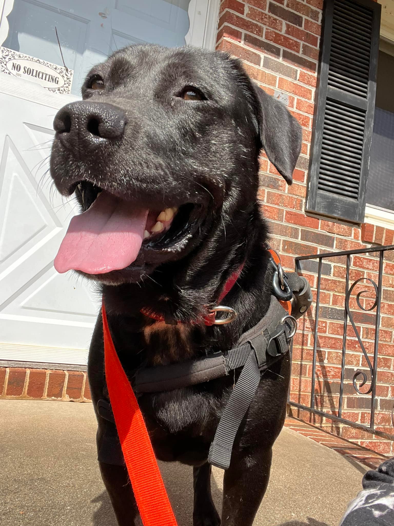 Our sweet five year old boy, Abel,... - Atlanta Lab Rescue | Facebook