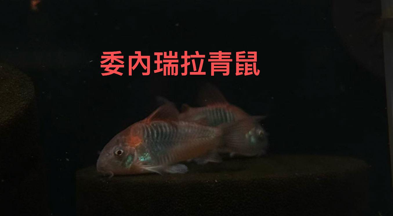 荃灣水族情迷aquadesign added a new photo. - 荃灣水族情迷aquadesign
