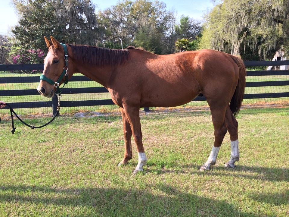 Double Rock Thoroughbred Rescue