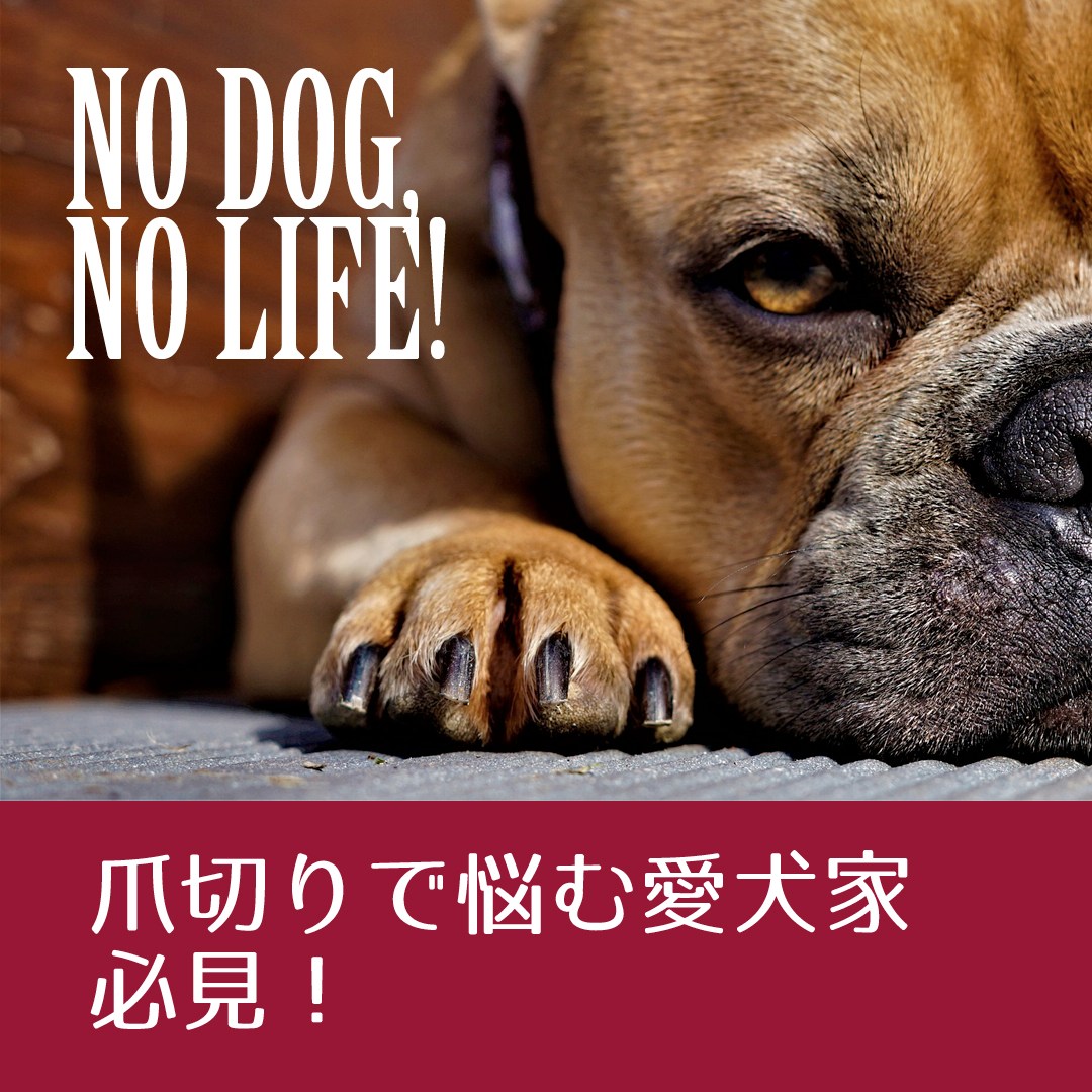 ワンダフル・ドッグライフ - ️チャコ＆カズが教える犬の爪切りのコツ＆対処法🐾💕 爪切りが苦手なワンちゃんも安心😌 チャコ＆カズが簡単で安全な ...