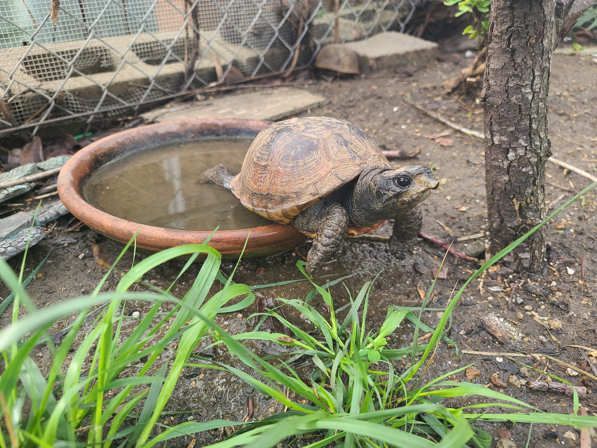 American - 💧Turtles and tortoises need clean water to survive—but ...