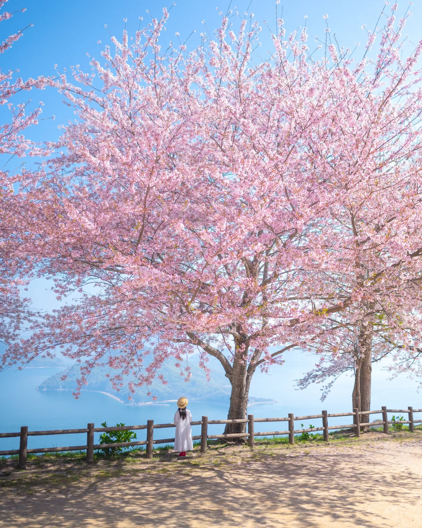 Visit Japan from Canada - Discover the stunning cherry blossoms at Mt ...