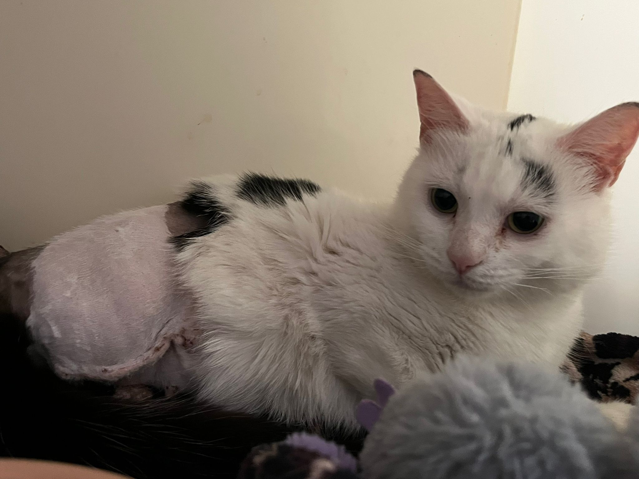 Wings - So yesterday the beautiful Ethel left the PDSA and joined Wings ...