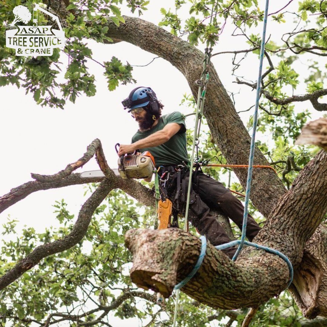 Asap tree Service