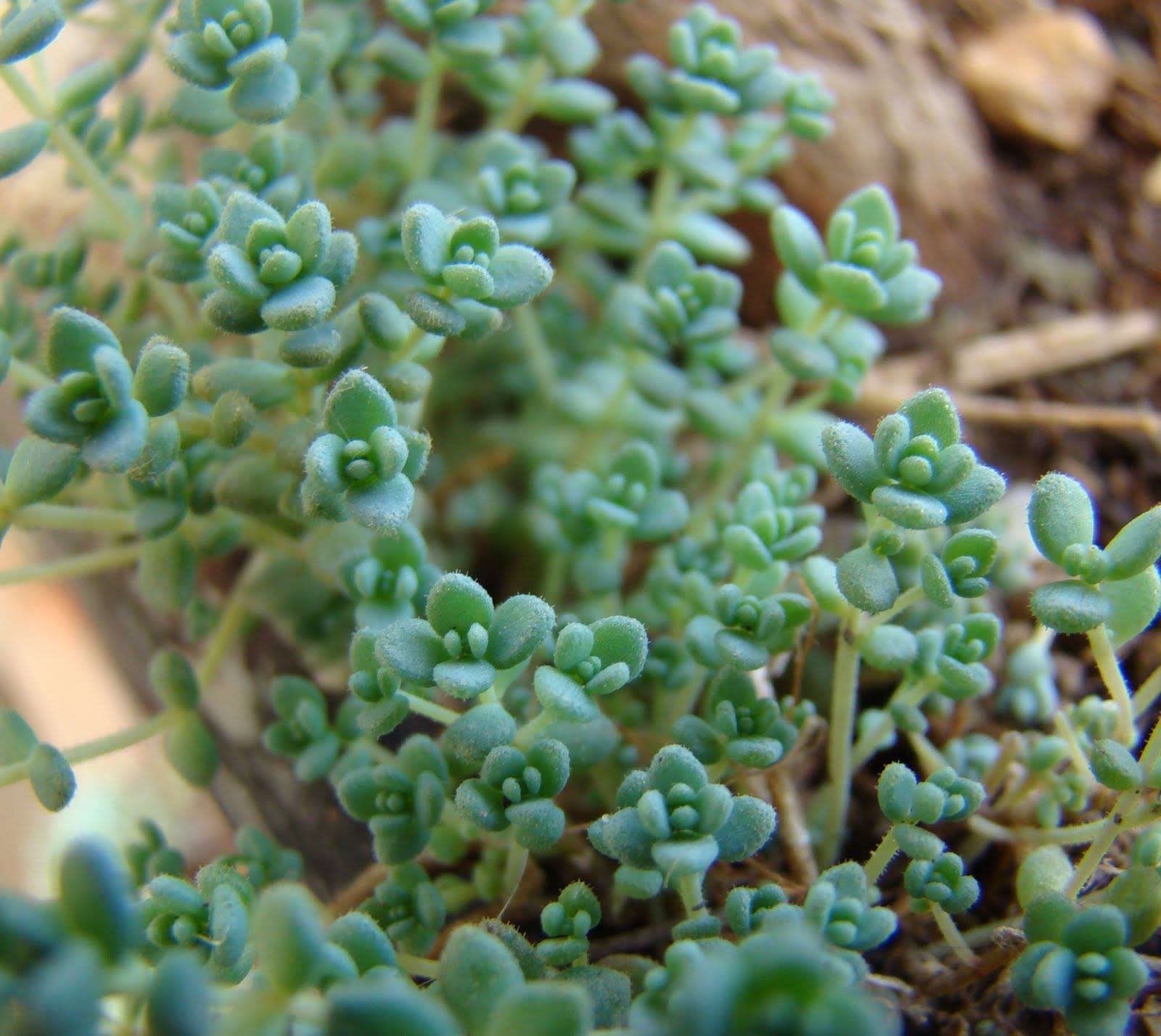 Rococó (Sedum... - Las Hamacas, maceteros colgantes y más.