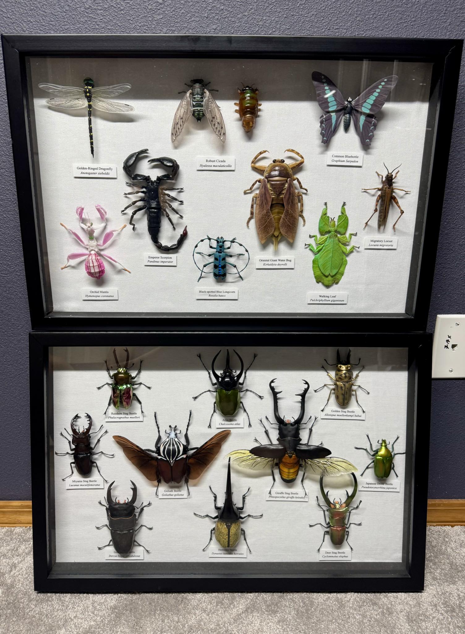 Displaying realistic gachapon insect specimens from Bandai's