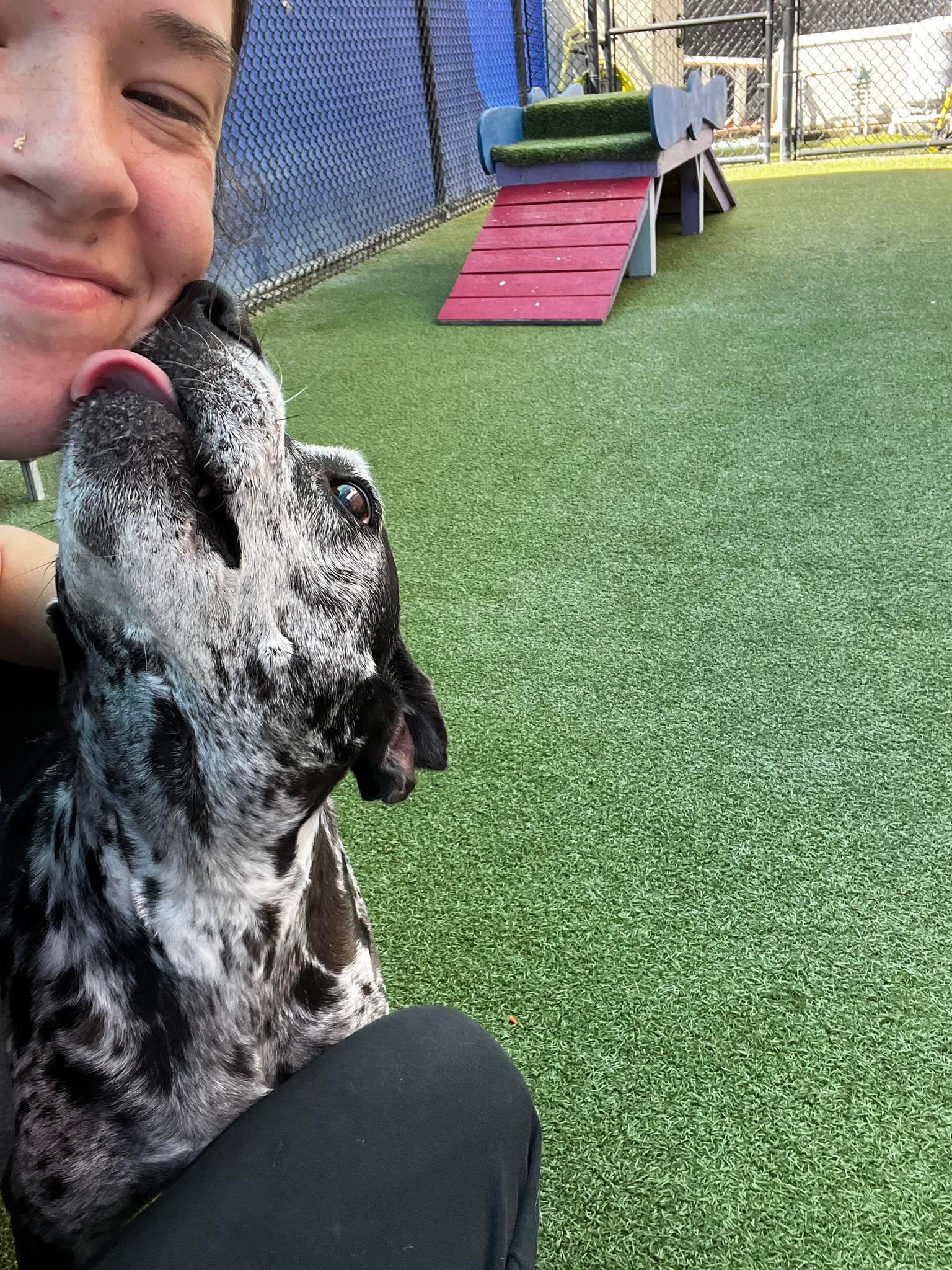 Beaches Jet Set Pets | Jacksonville Beach FL