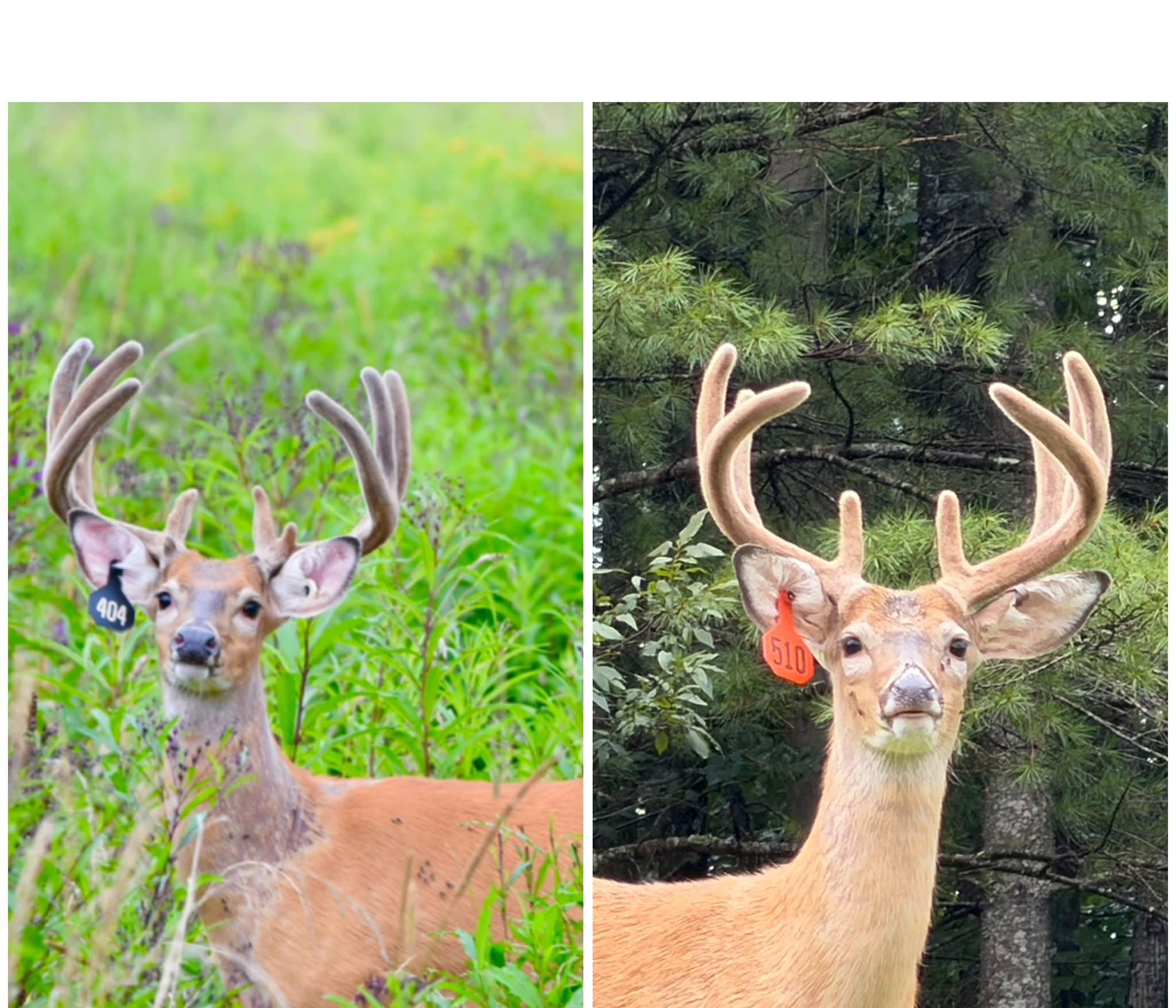 deer antler extract vs igf-1 lr3 reddit This is the same buck — the first photo was taken in August and the second one was taken this week. Notice the piece of missing and the fresh rut wound Buy HCG 10,000 IU Flavor:Vanilla size:Magic Face wash