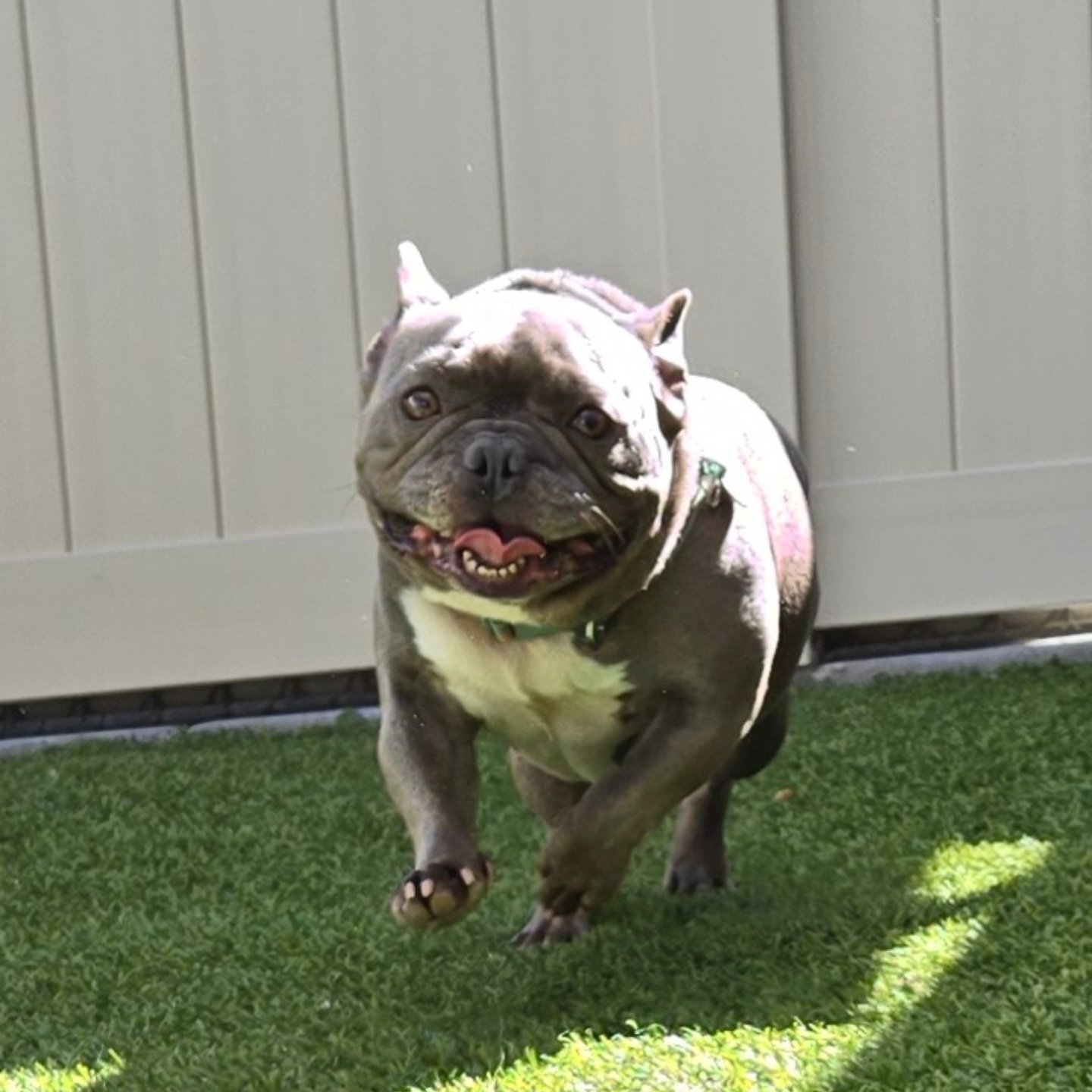 Spring Creek Kennel & Cattery | Spring Valley CA