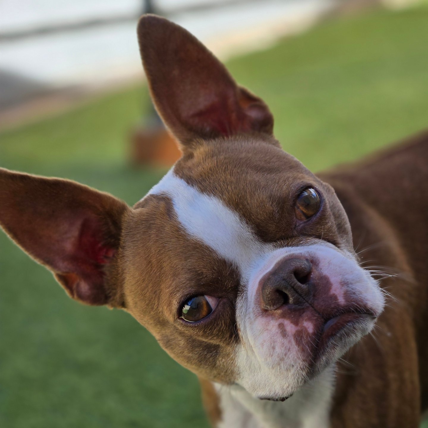 Spring Creek Kennel & Cattery | Spring Valley CA