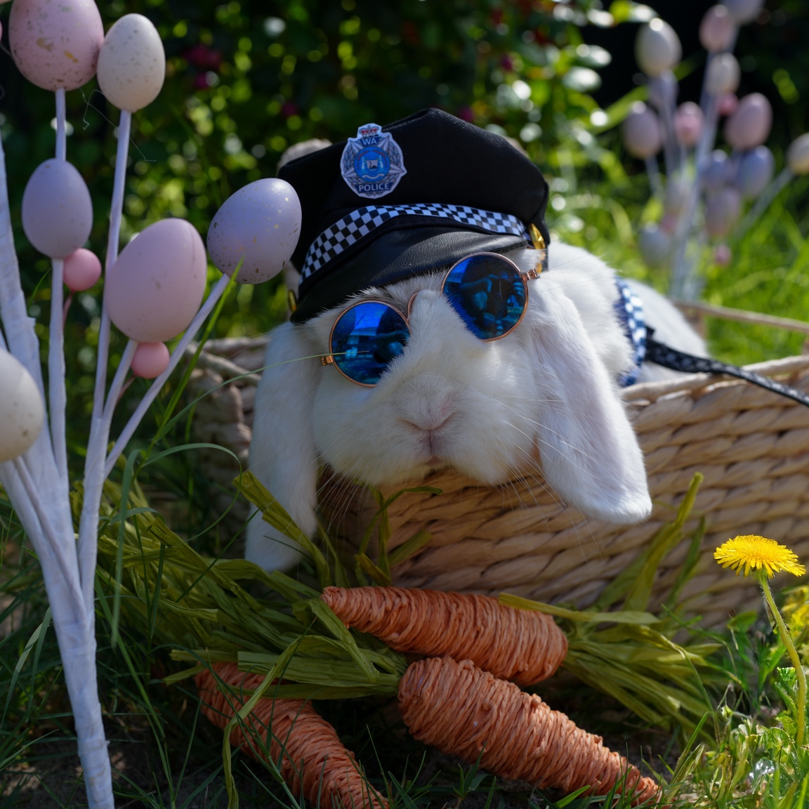 Meet Police... - Great Southern District - WA Police Force | Facebook