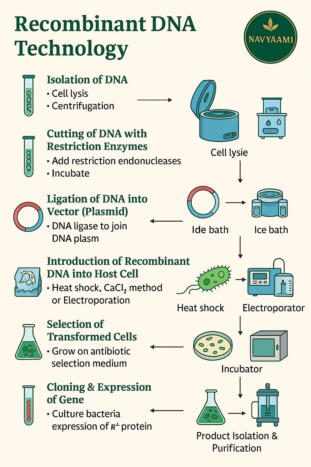 Navyami - Recombinant DNA Technology Steps with Lab Procedure ...