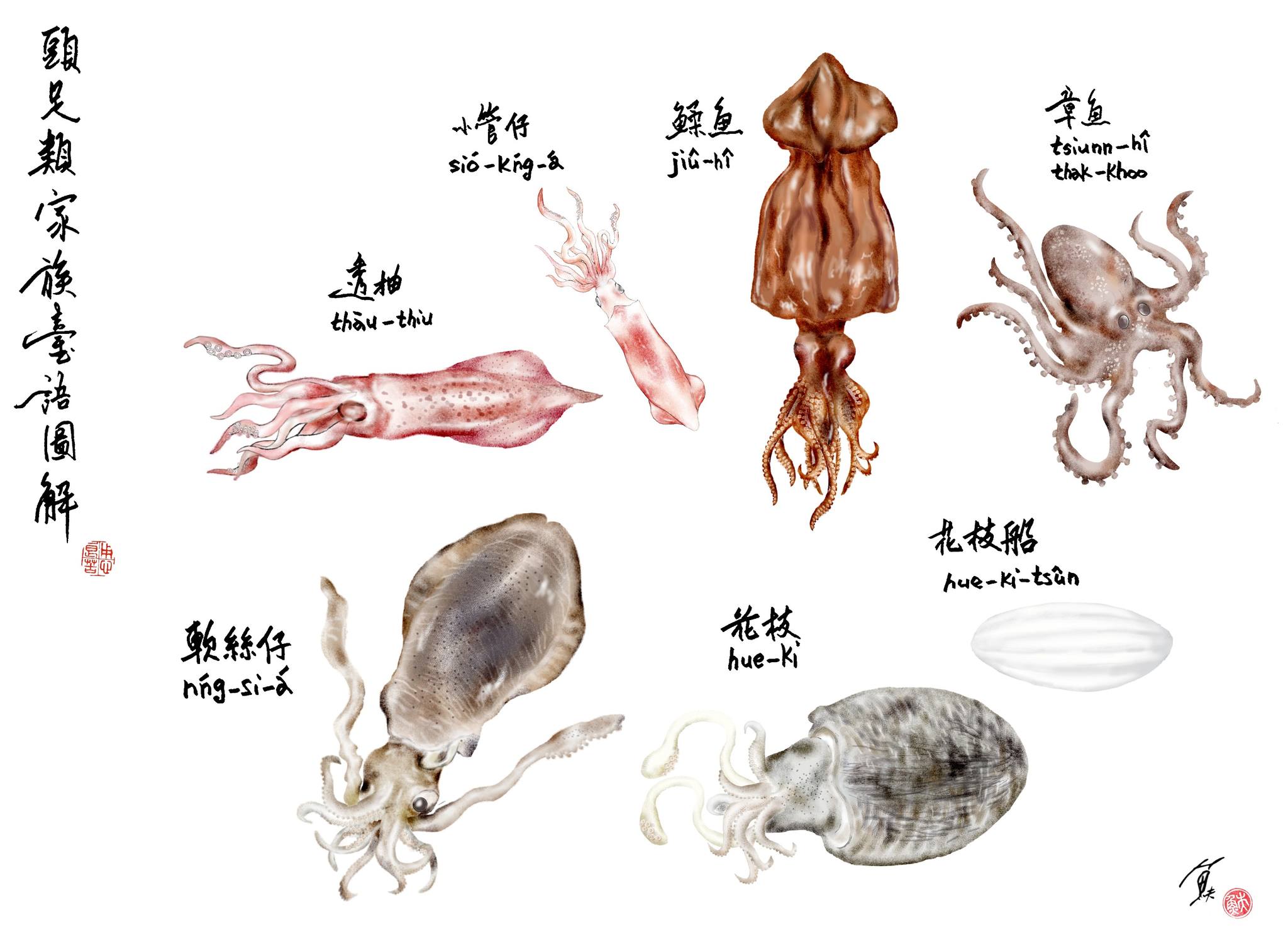 魚夫 - 說來也好笑，每回去魚市場或海產店遇見頭足類家族，諸如透抽、小管仔、鰇魚、章魚、軟絲仔、花枝等，連連看，我都常... | Facebook