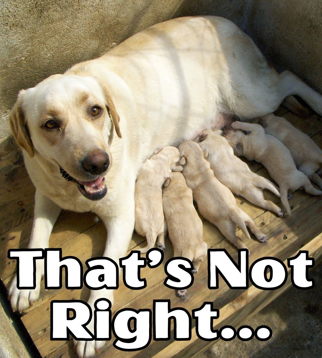 The Labrador - Do you know how to spot a bad breeder? | Facebook
