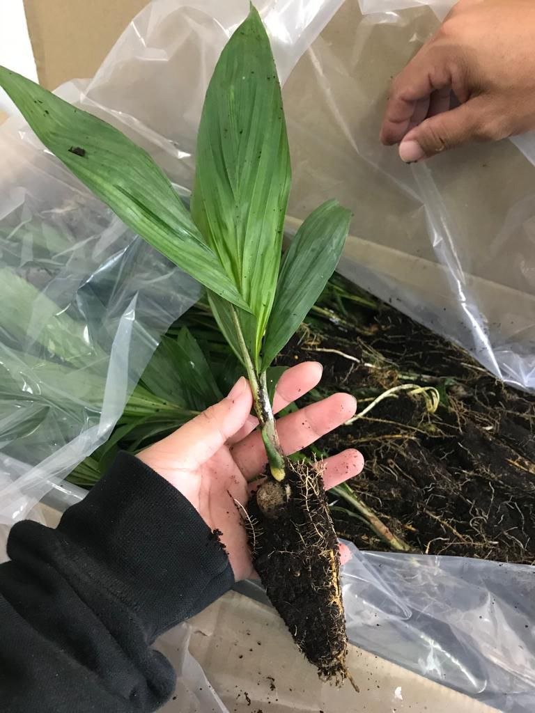 Green Project Nursery | Lahad Datu