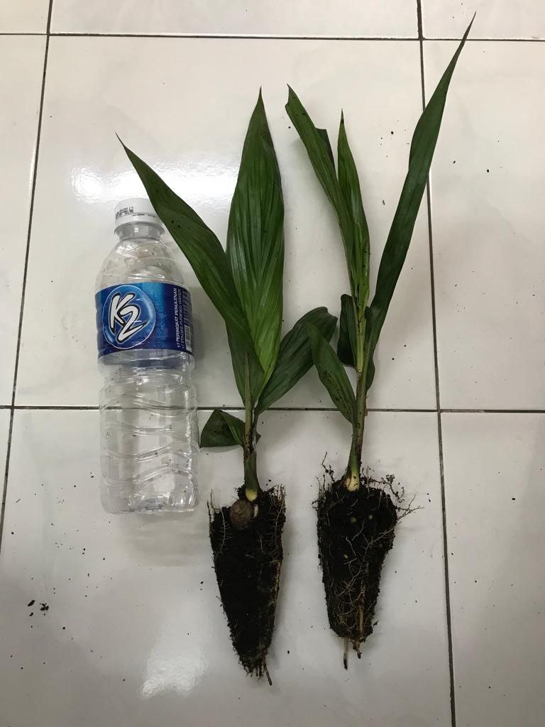 Green Project Nursery | Lahad Datu