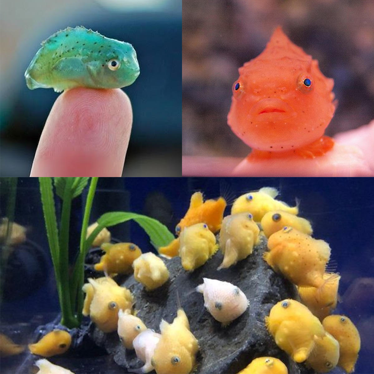 โอ้โหจริงดิ - ปลาลัมพ์ซัคเกอร์ (Lumpsucker Fish) 🐟 หรือจะเรียก บอลลูน ...