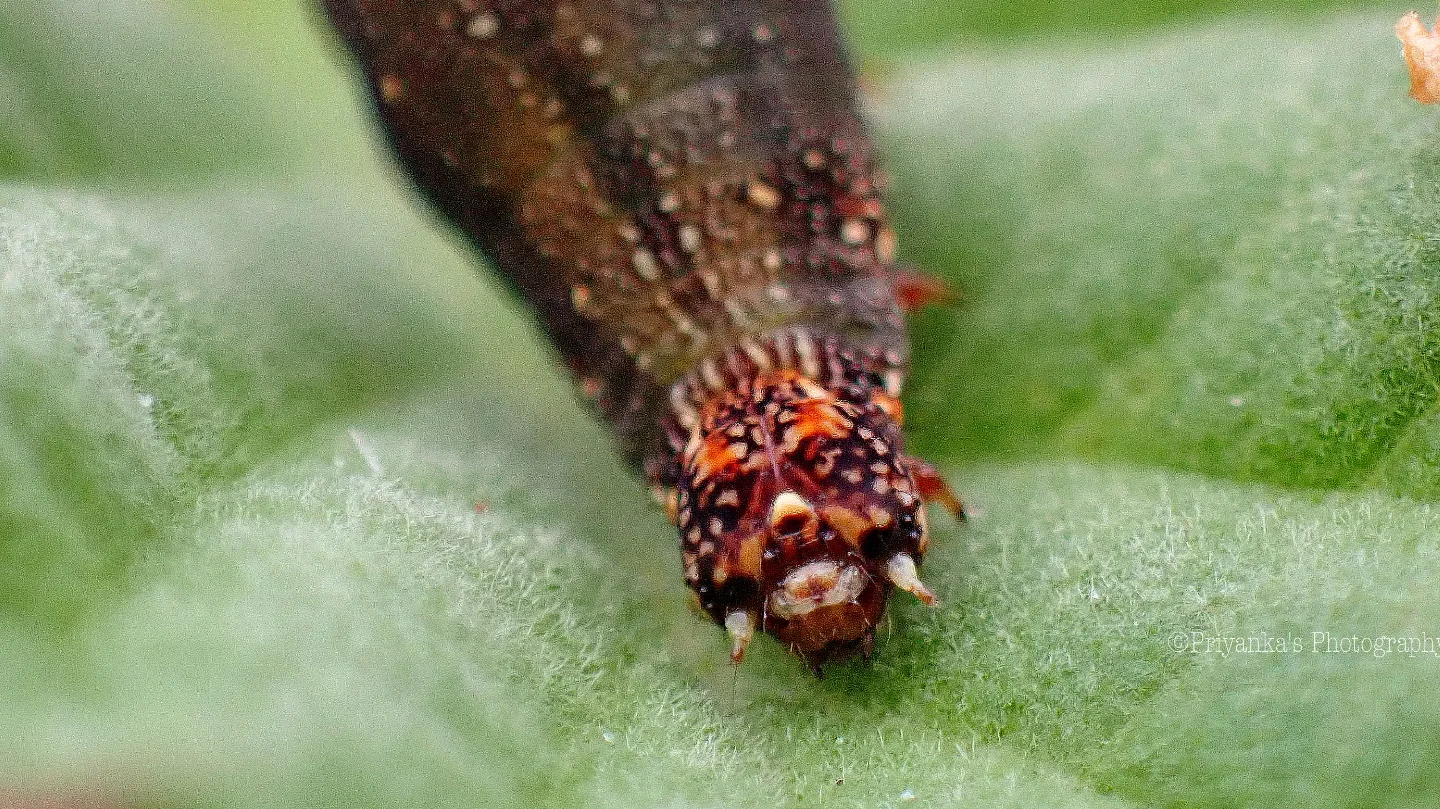 Priyanka's - No it's not a demon face... it's the tail of acaterpillar ...
