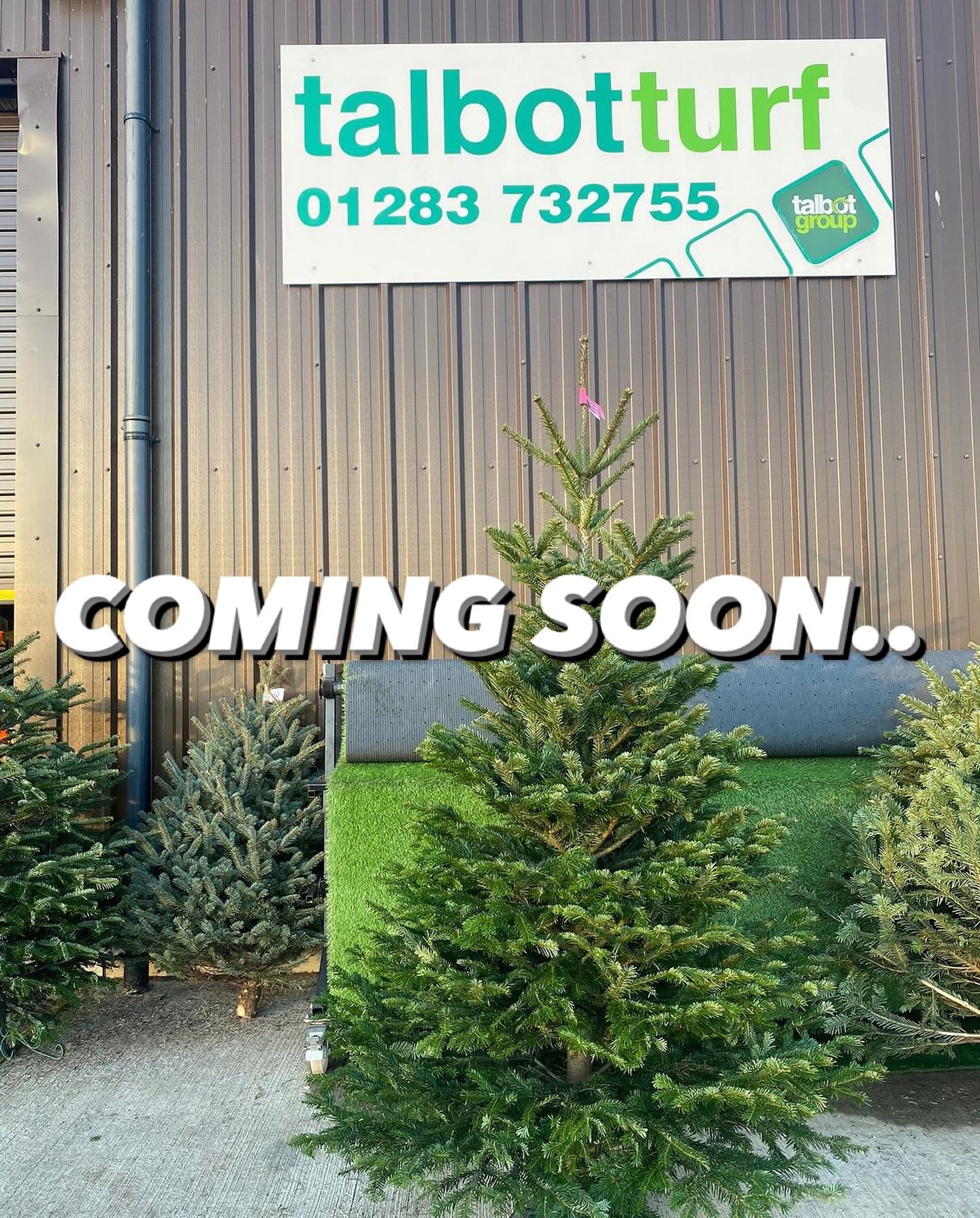 Talbot - 🎄CHRISTMAS TREES FROM TALBOT TURF🎄 🗓️Tuesday, December 3rd ...