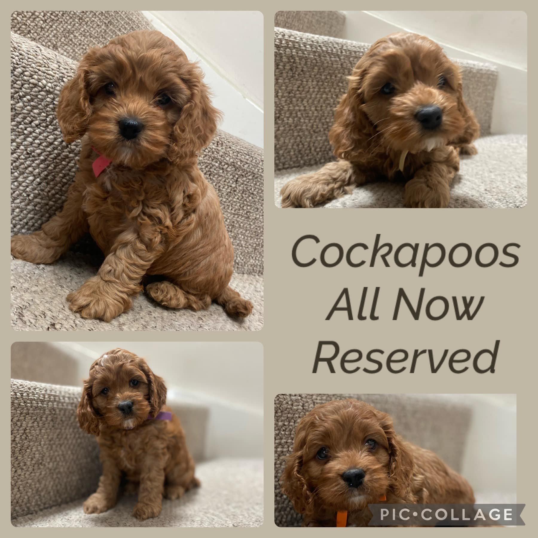 ️💛💜🧡 - Medlymead Maltipoos, Cavapoos & Poochons