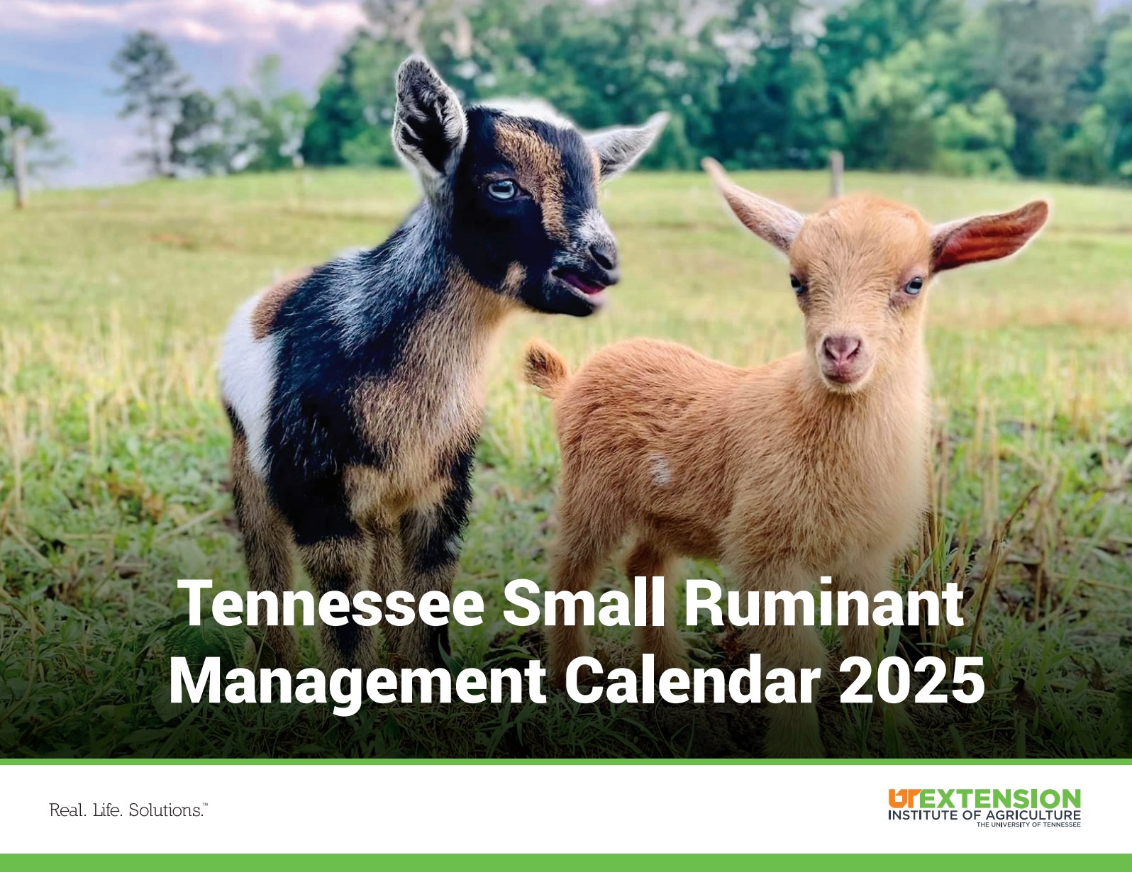 Small - The 2025 Tennessee Small Ruminant Management Calendars are now ...