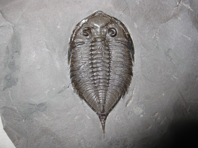 米国産 三葉虫 化石 Dalmanites limulurus Classic NY Trilobite