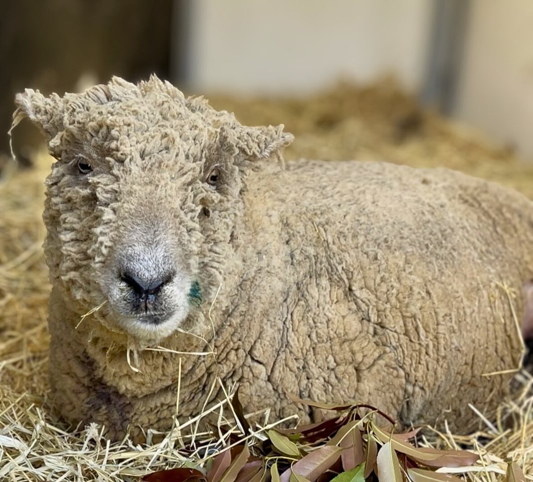Where Pigs Fly Farm... - Where Pigs Fly Farm Sanctuary