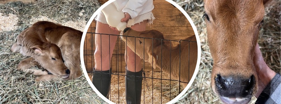 Another Chance Ranch | Neosho WI