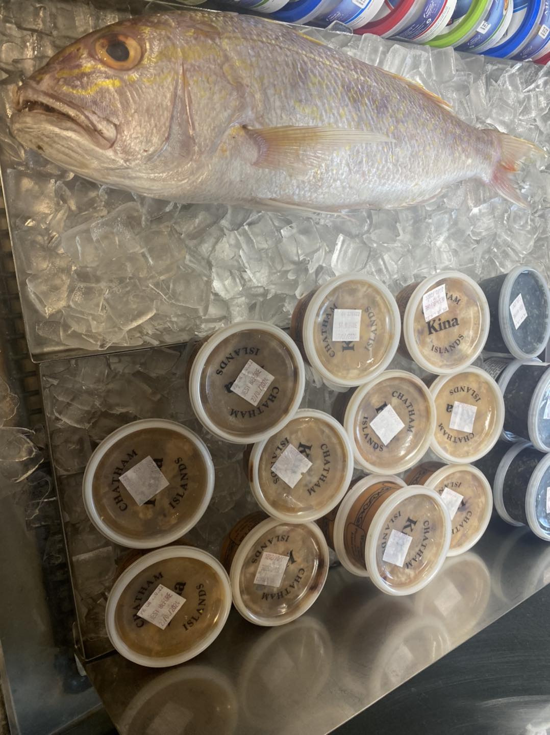 Fresh snapper # CHATHAM KINA# and... - Fish Depot Pimpama | Facebook