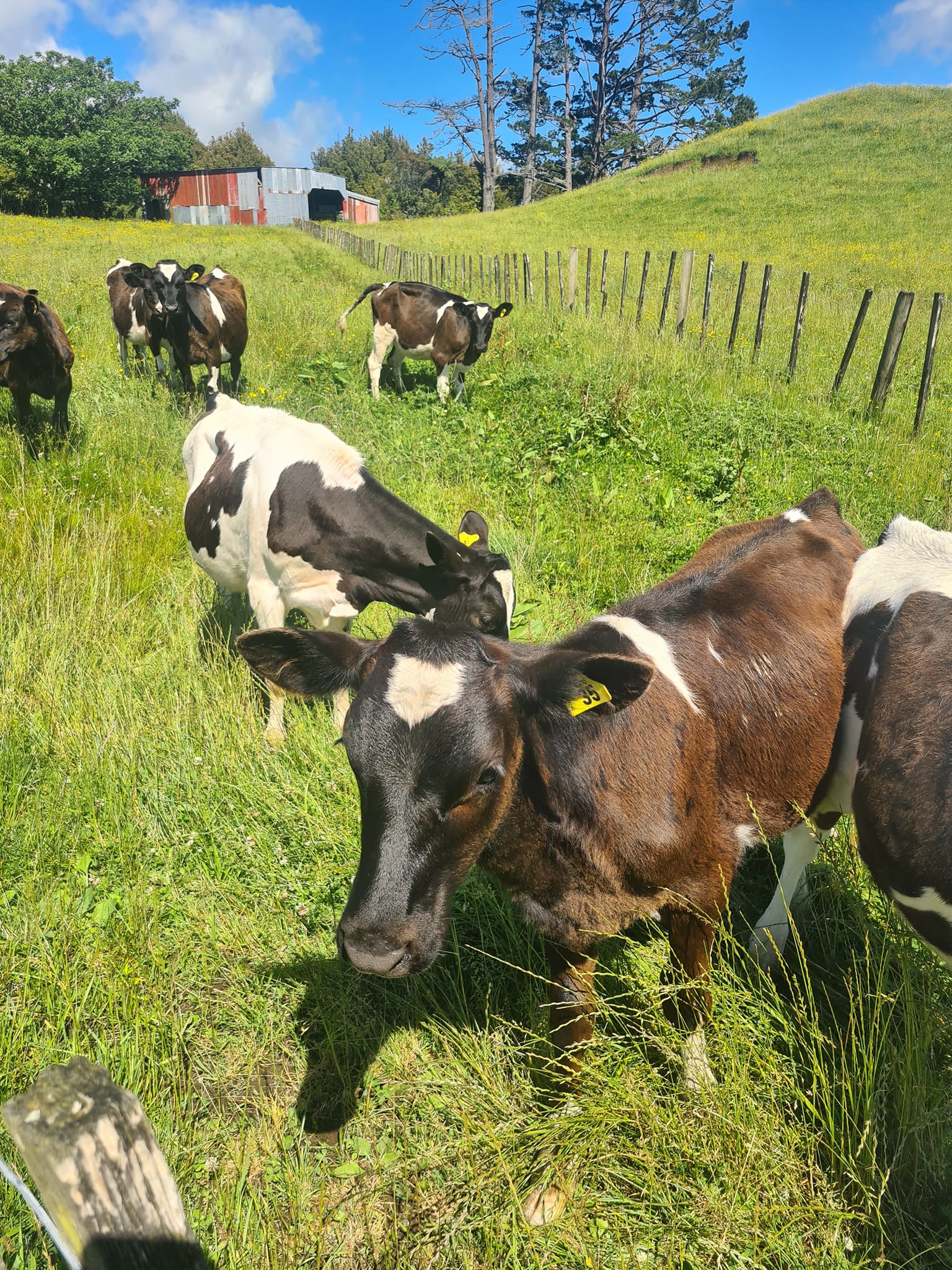 Stream Enterprise Limited | Hawera