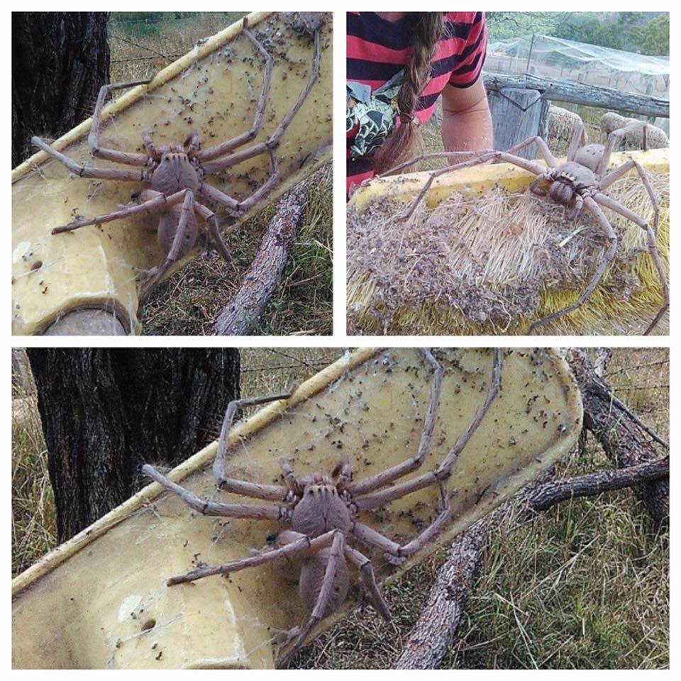 Riesenspinne Hat Hagrid Seine Spinnen Wieder Losgelassen