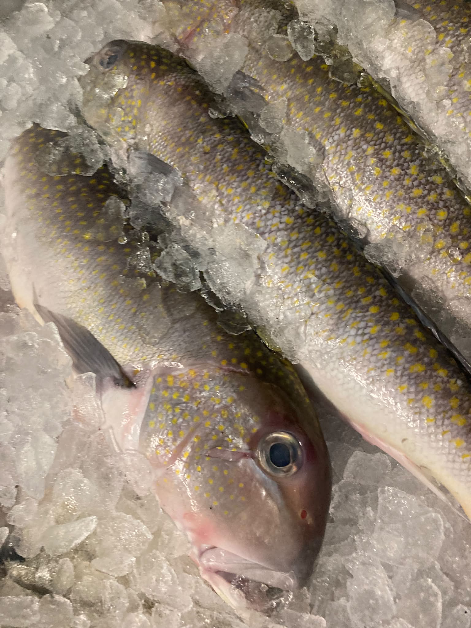 The Belford Seafood Co-Op Fish Market
