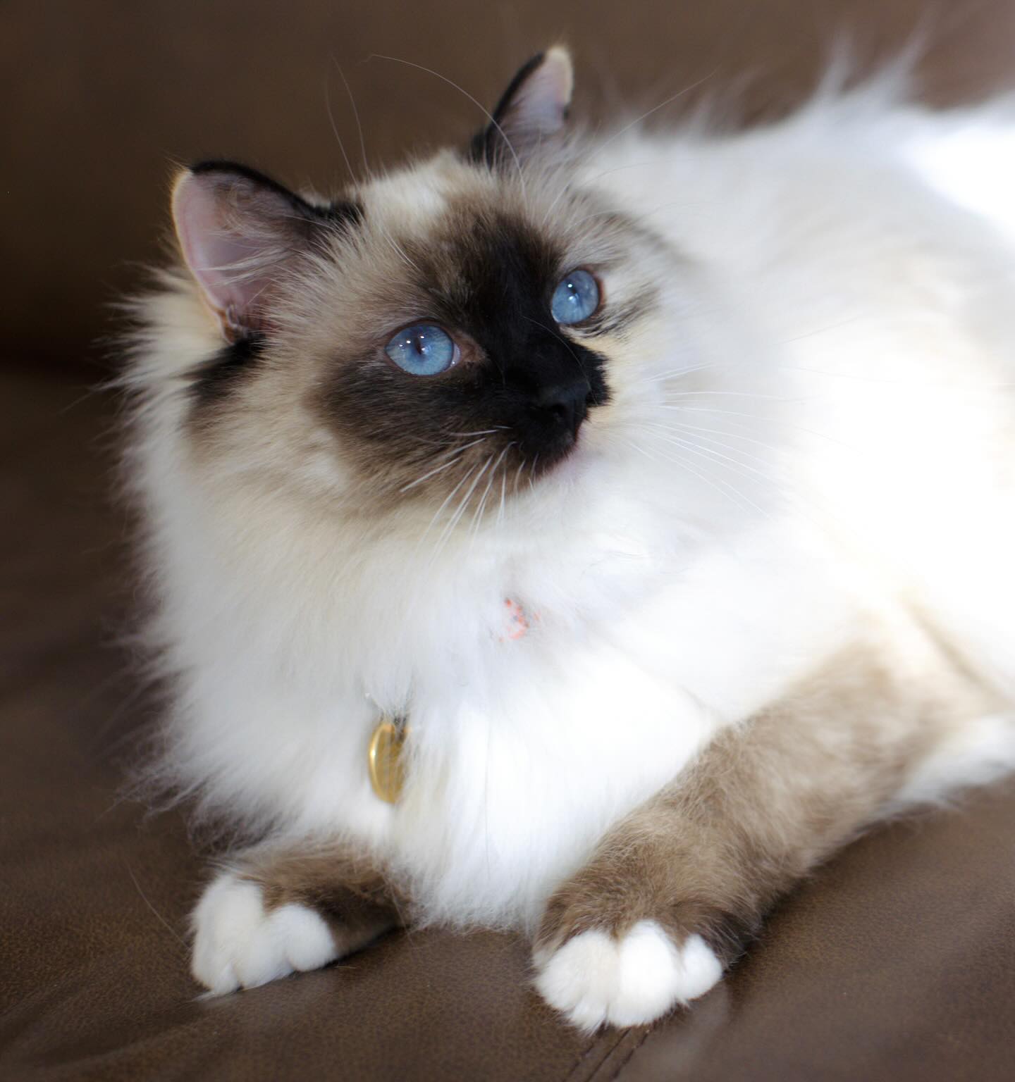 Arizona - Velvie is maturing into such a stunning tortoiseshell. She ...