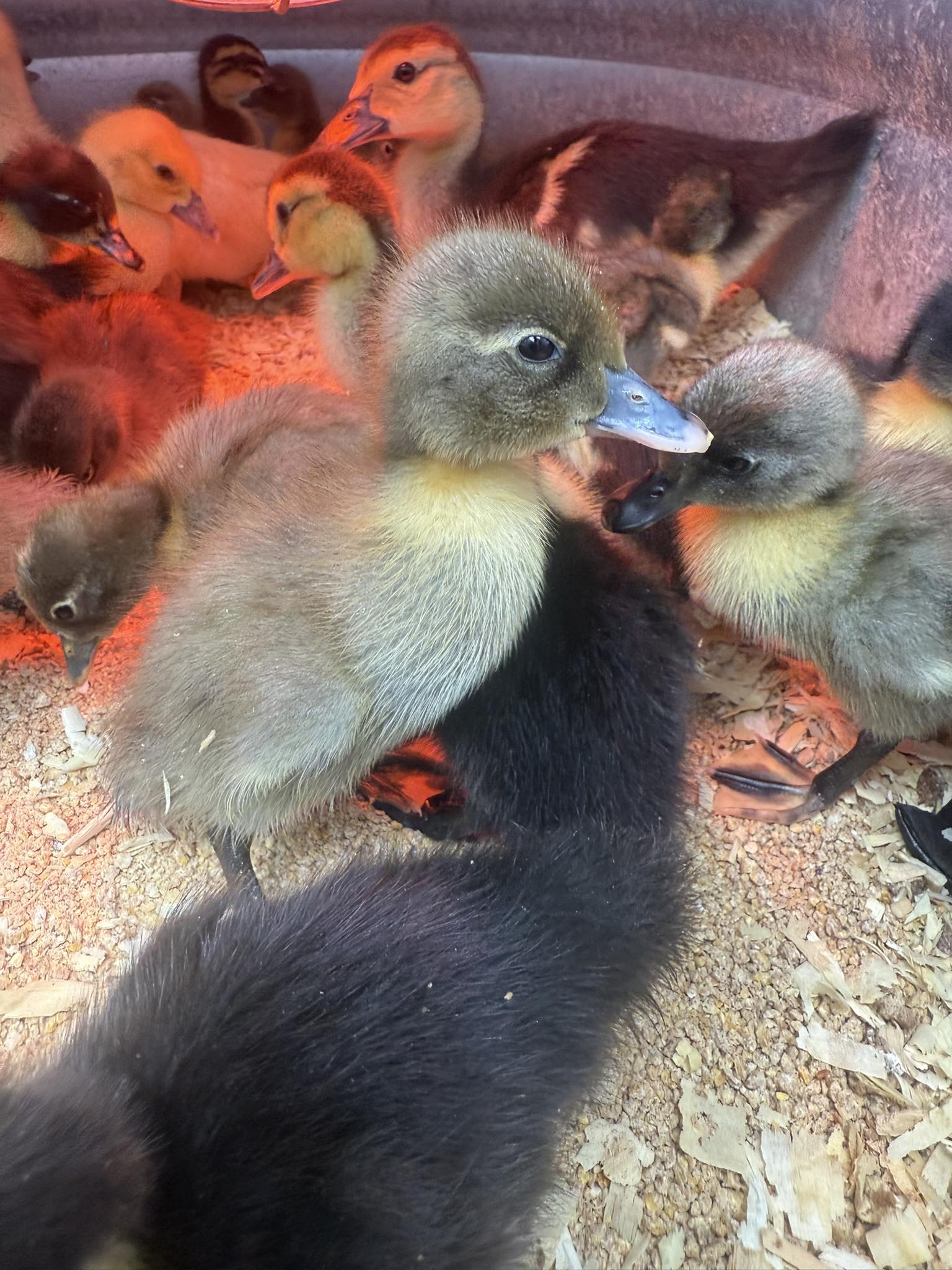J & - We have blue Swedish, Rouen and Muscovy ducklings this week! Aren ...