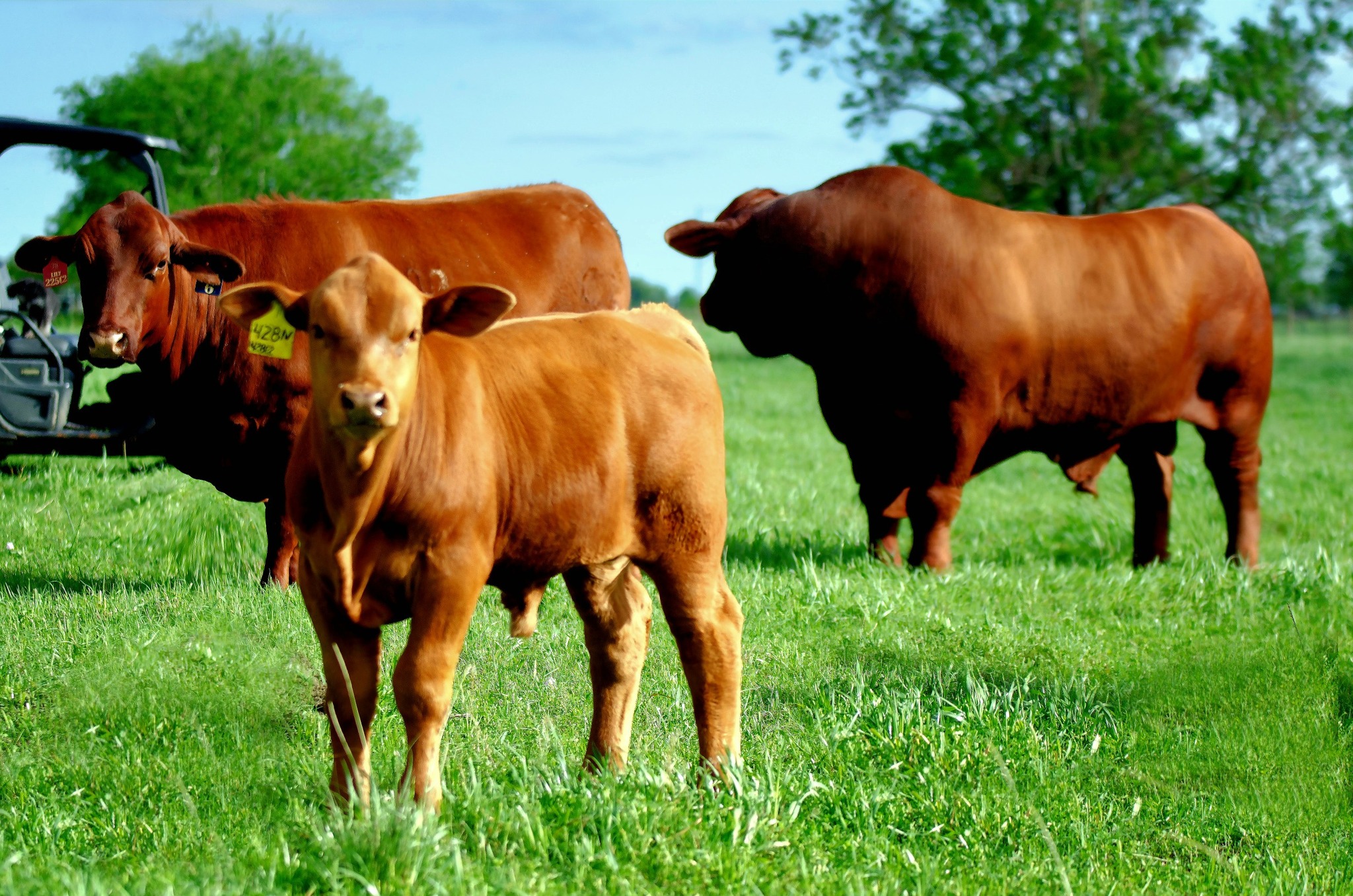 MBJ RANCH - ¡La estación de monta está cerca! Nuestro catálogo de 2019 ...