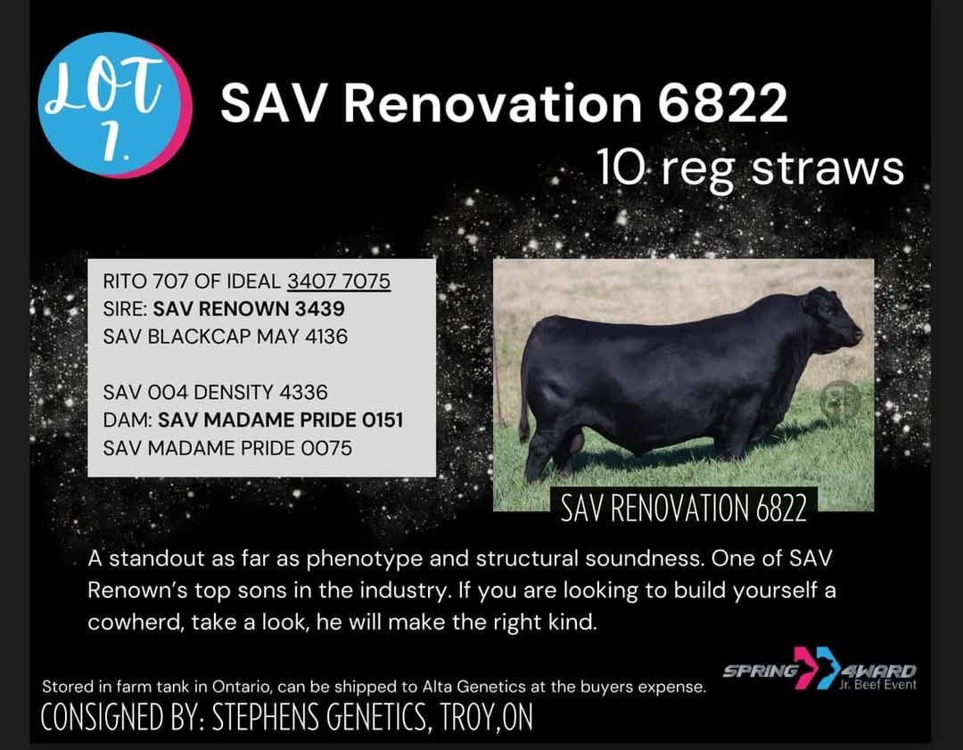Stephens Angus Genetics