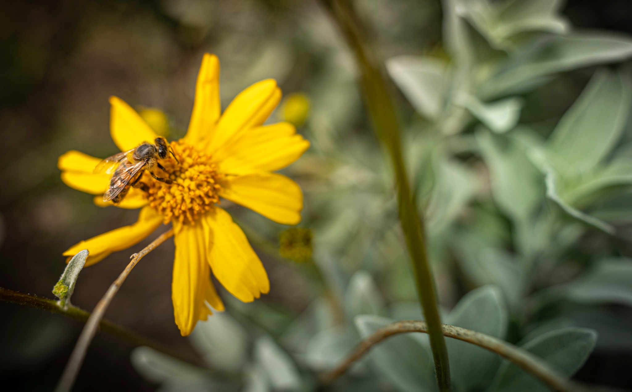 City of Phoenix Parks and Recreation Department | Phoenix AZ