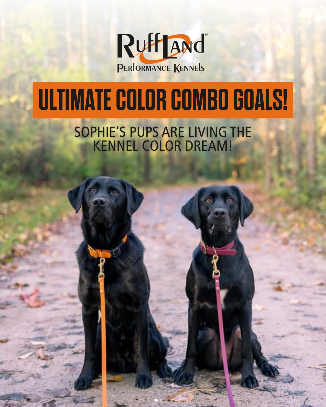 🎨 Meet Sophie... - Ruff Land Performance Kennels | Facebook