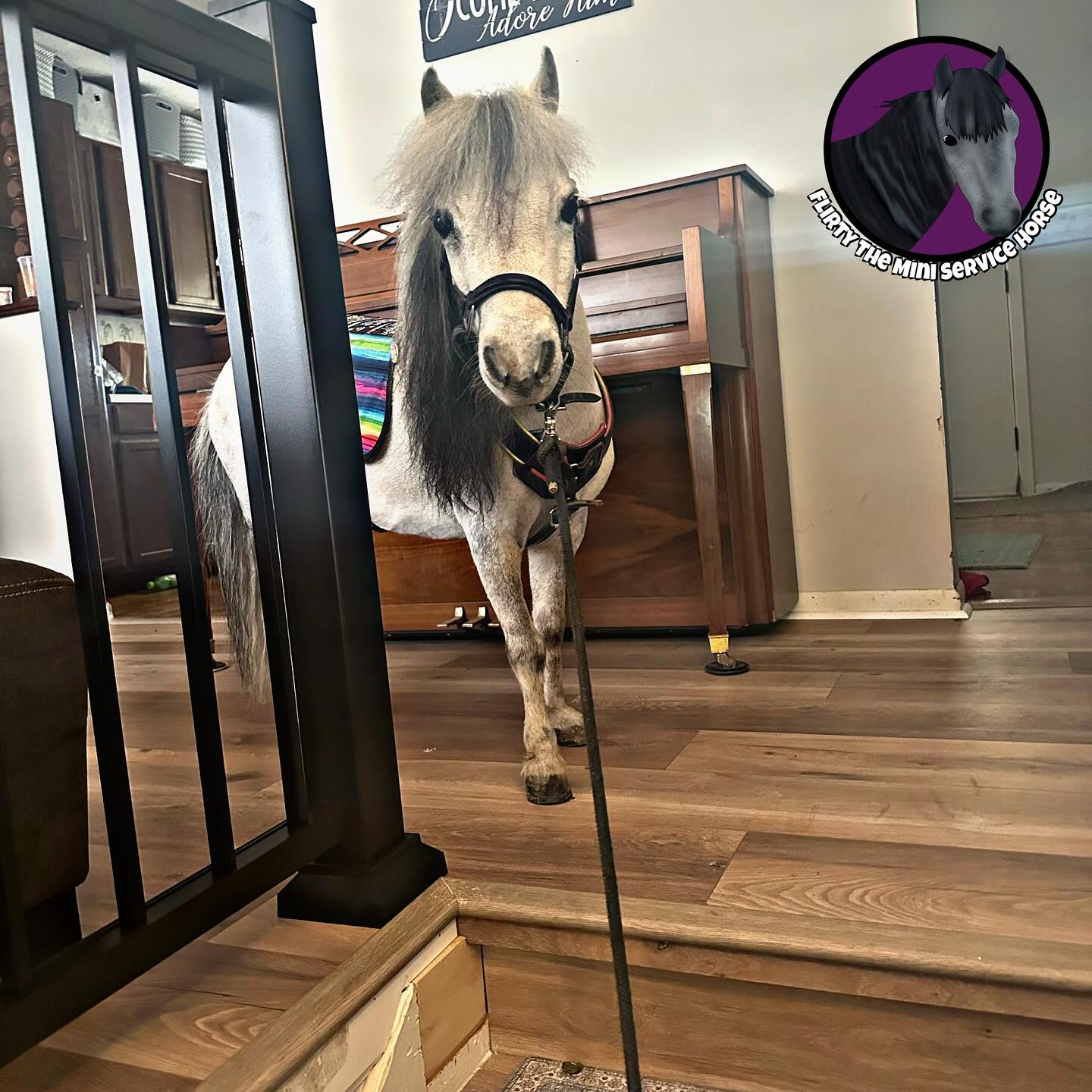 Flirty the Miniature... - Flirty the Miniature Service Horse