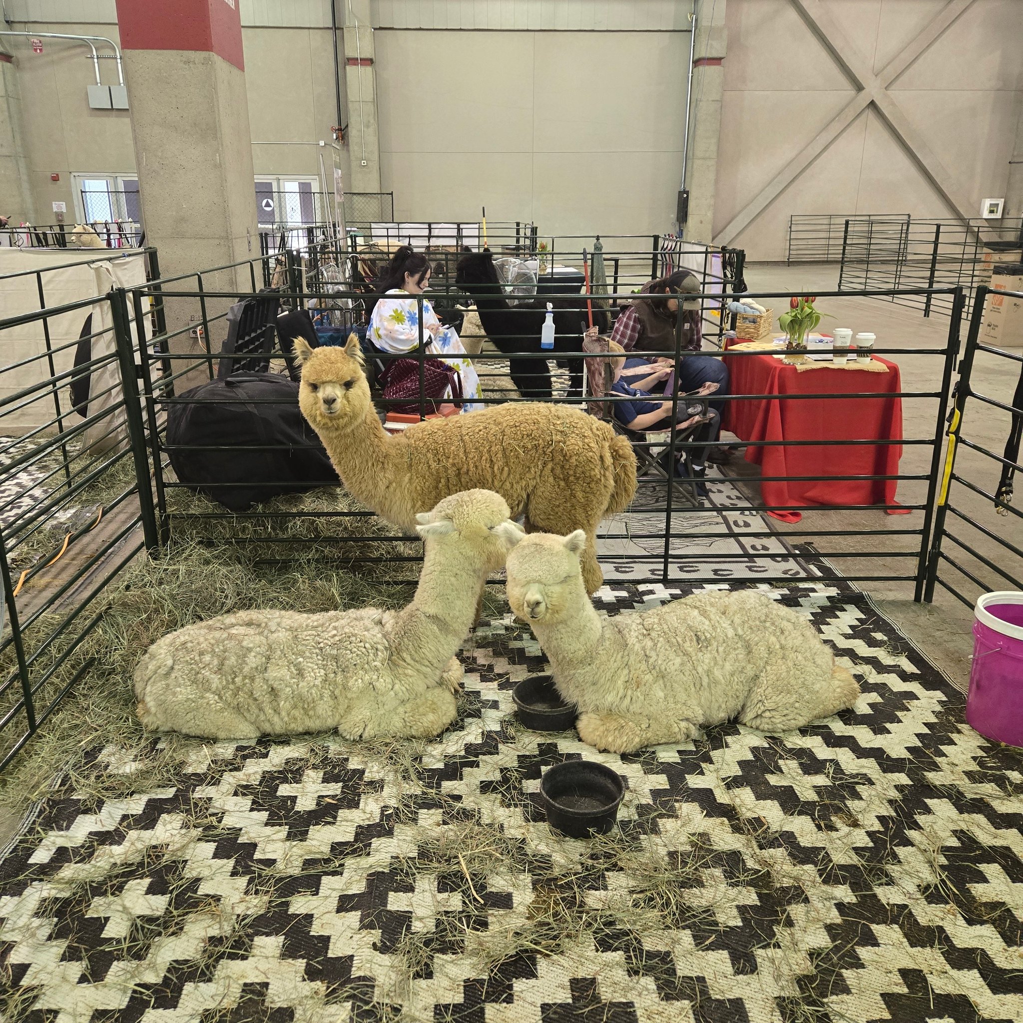 Calpaca - California Alpaca Association | Facebook