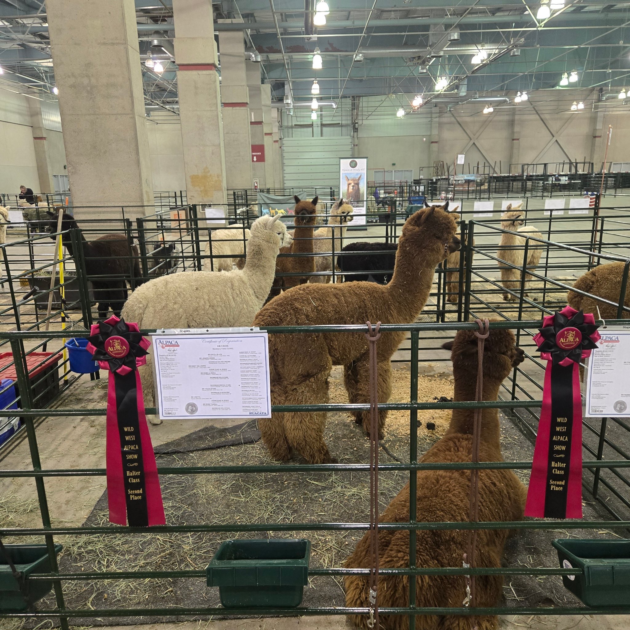 Calpaca - California Alpaca Association | Facebook