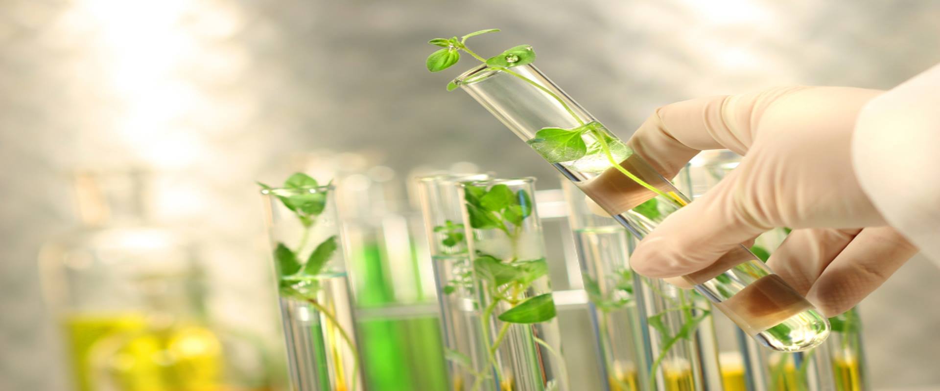Islami Lab