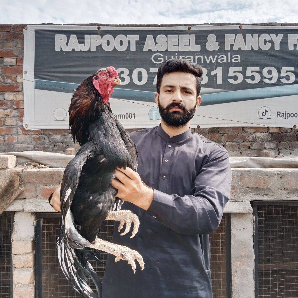 Rajpoot Shamo Farm | Gujranwala