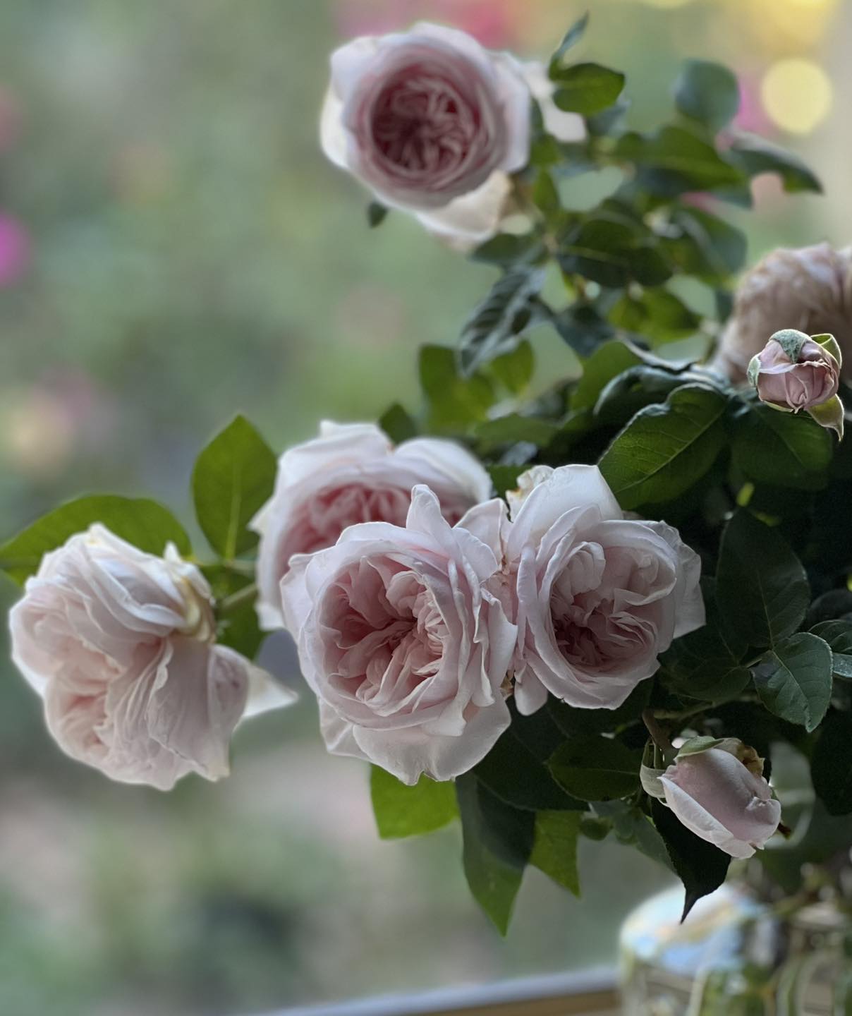Heritage Roses in... - Heritage Roses in Australia Inc.