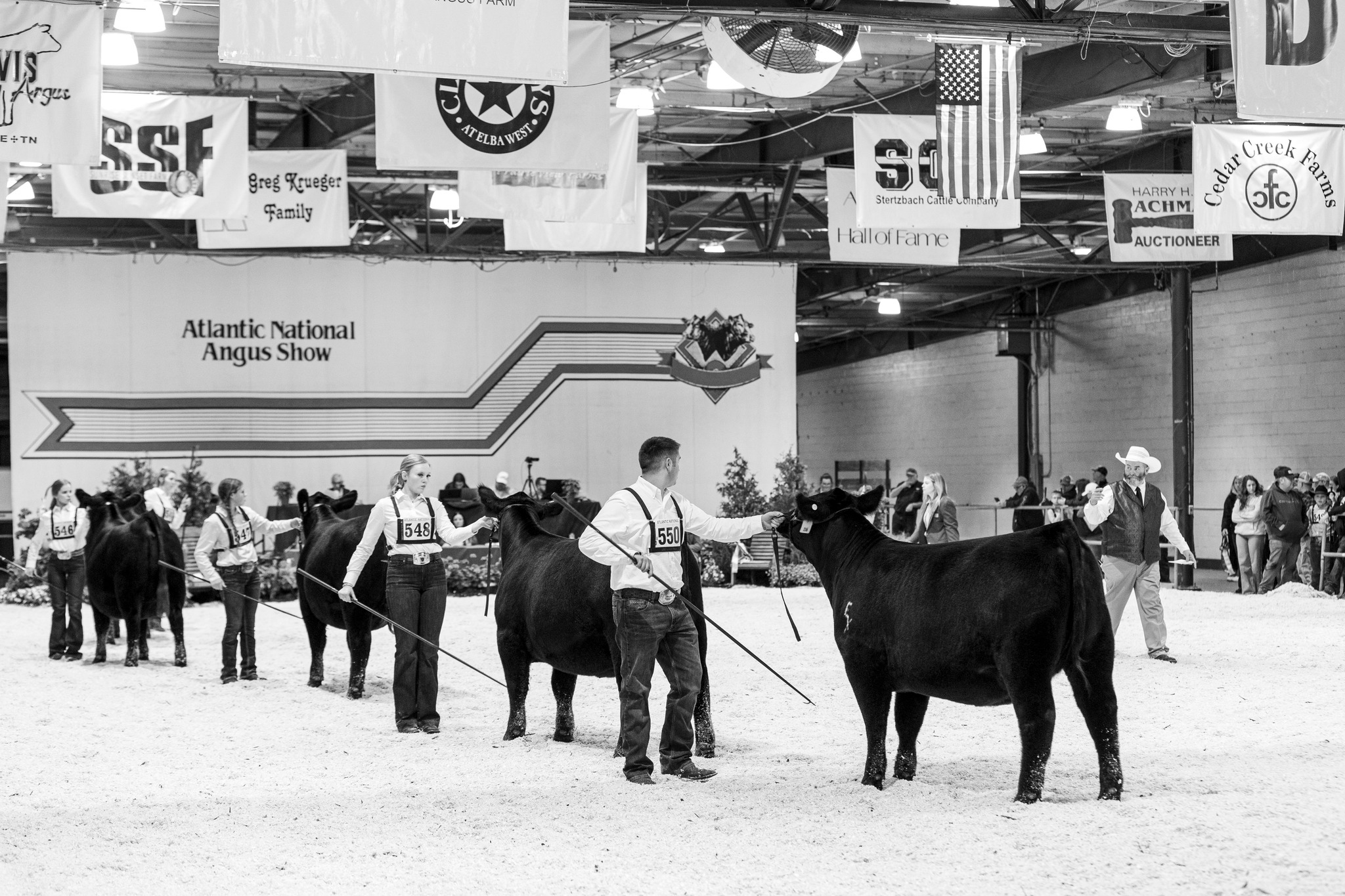 American Angus Association... - American Angus Association