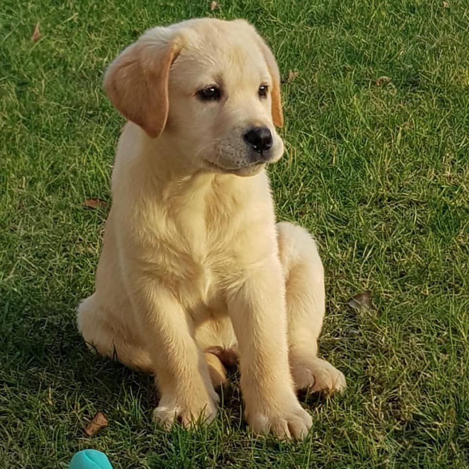 Ohio... - Ohio Purebred Labrador Puppies For Rehoming