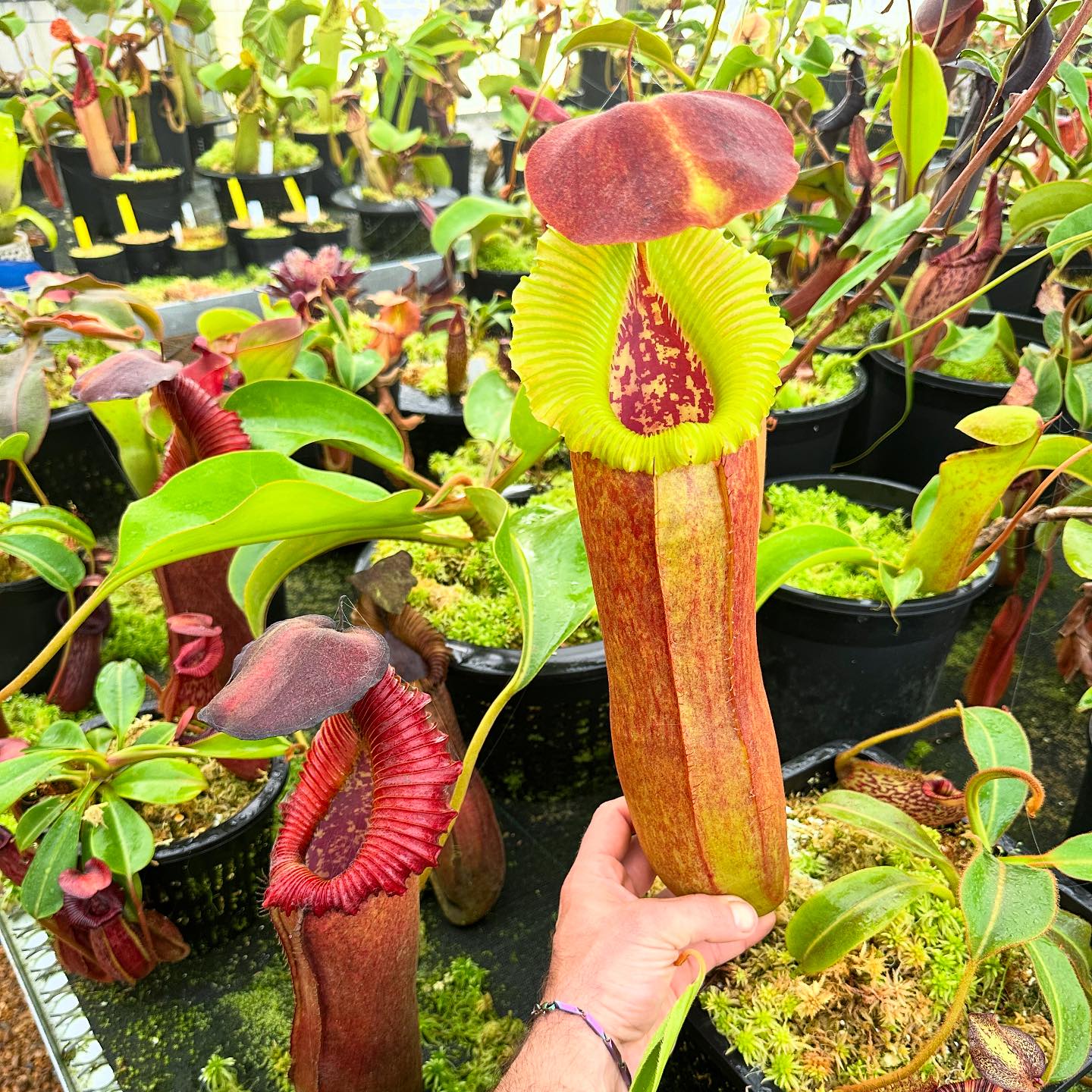 Gargantuan trap on N. nebularum x edwardsiana EP!😍🎊